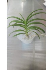 Ванда (vanda tessellata)